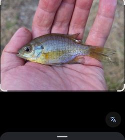 Bluegill and talapia