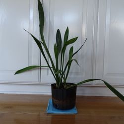 Snake Plant Indoor House Mother-in-Law’s Tongue 25” Tall New Growth