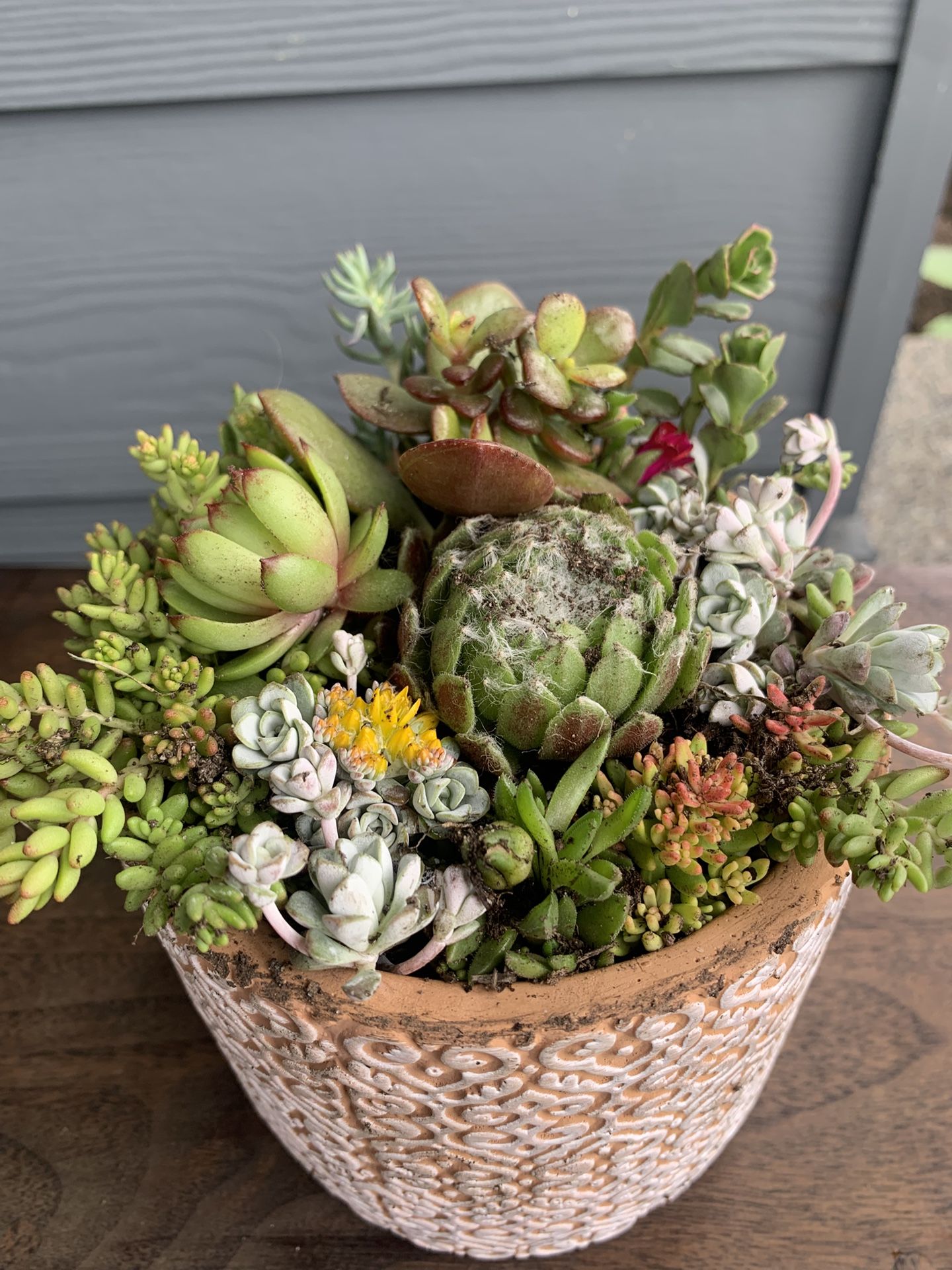 Live succulent arrangement in ceramic pot