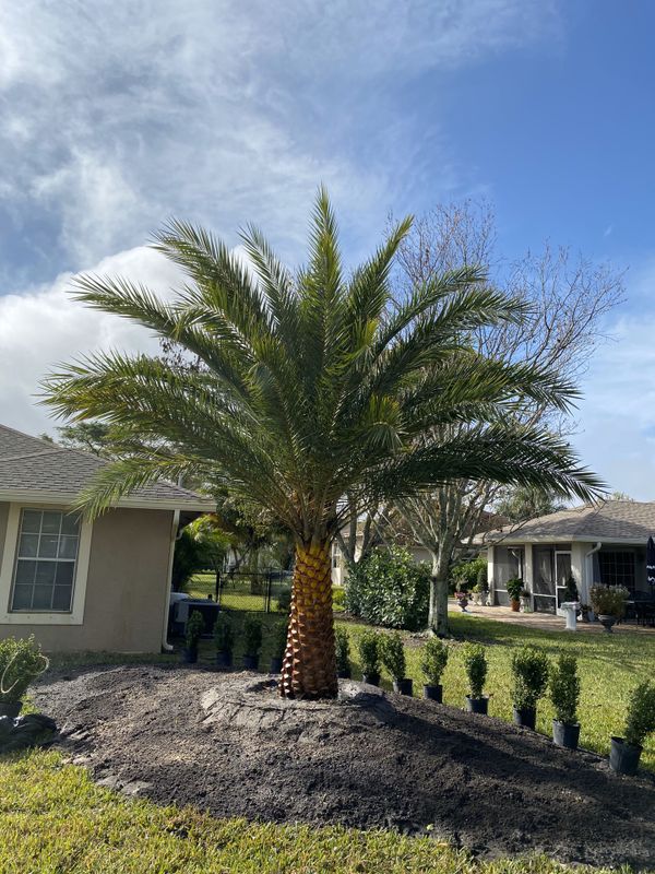 Sylvester Palm for Sale in FL, US OfferUp