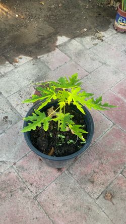 Papaya
