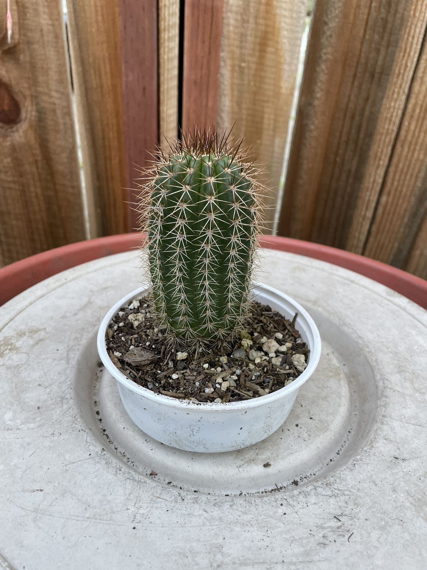 Saguaro Cactus Plant Pot