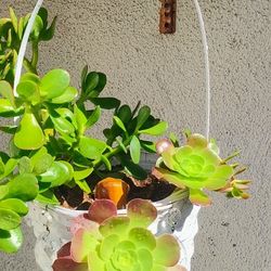 Succulent Basket