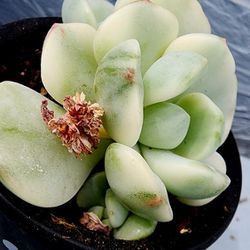 Variegated Pudgy!!! Super Rare Succulents Pivk Up In Upland Or Ship To You
