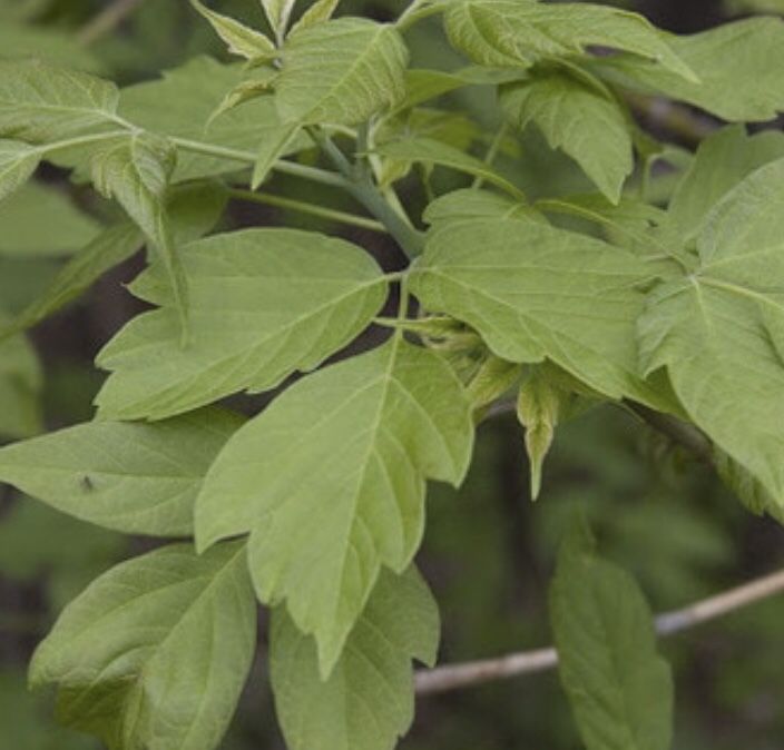 1 Box Elder (Maple) Tree in pot - Box Elder is a Low Maintenance, Fast Growing, Flowering Tree