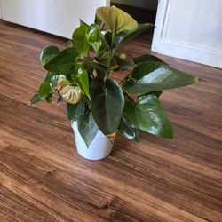 Anthurium indoor plant