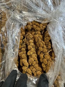 Spray Millet Feed for Birds and Chickens