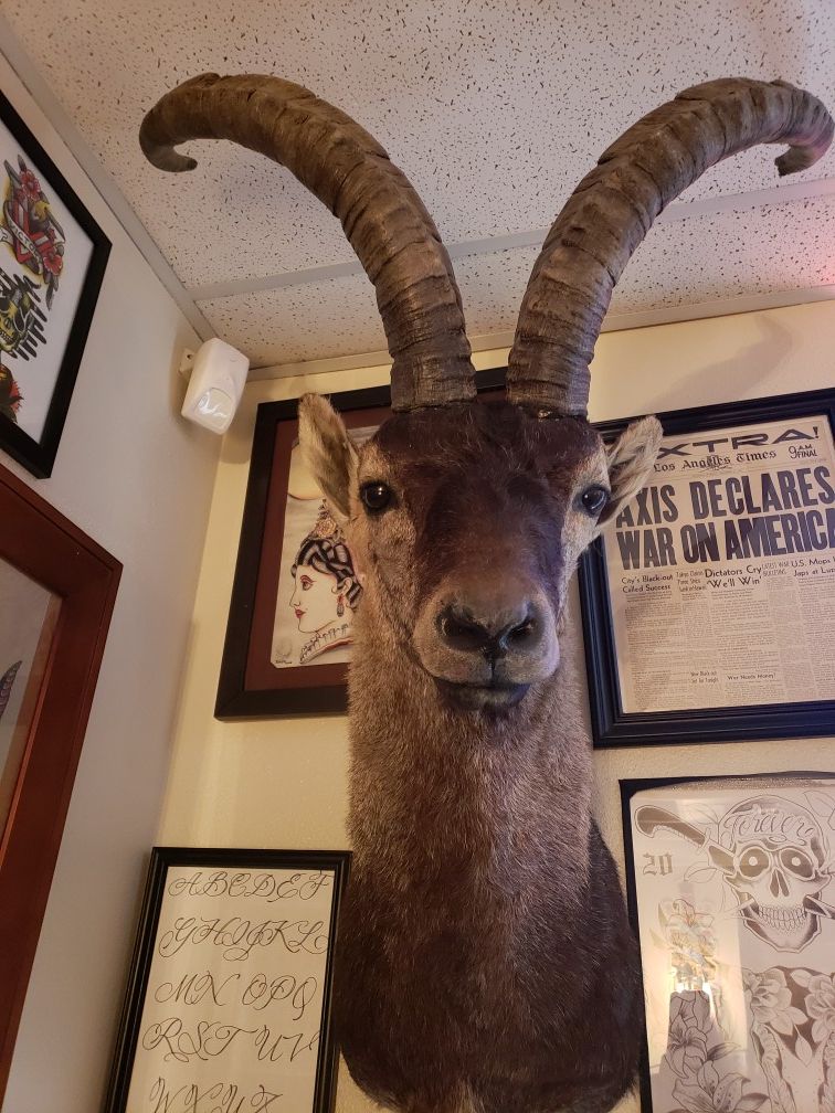 Spanish Ibex Goat Mount /Taxidermy