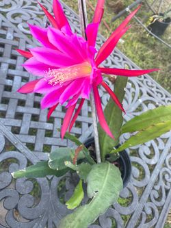 Bright red and pink Epiphyllum orchid cactus