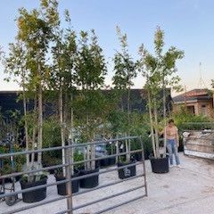 Red Oak 30gallons 3triple Tronco 14ft Tall 