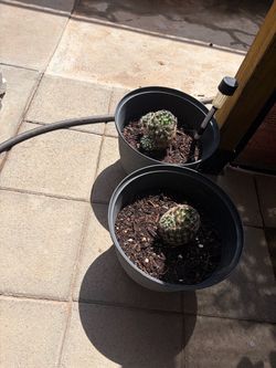 Ferocactus