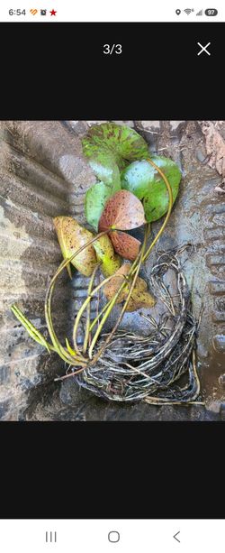 Live Water Lily Plant with Roots