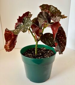 Rare “cracklin rose” begonia 6” pot a