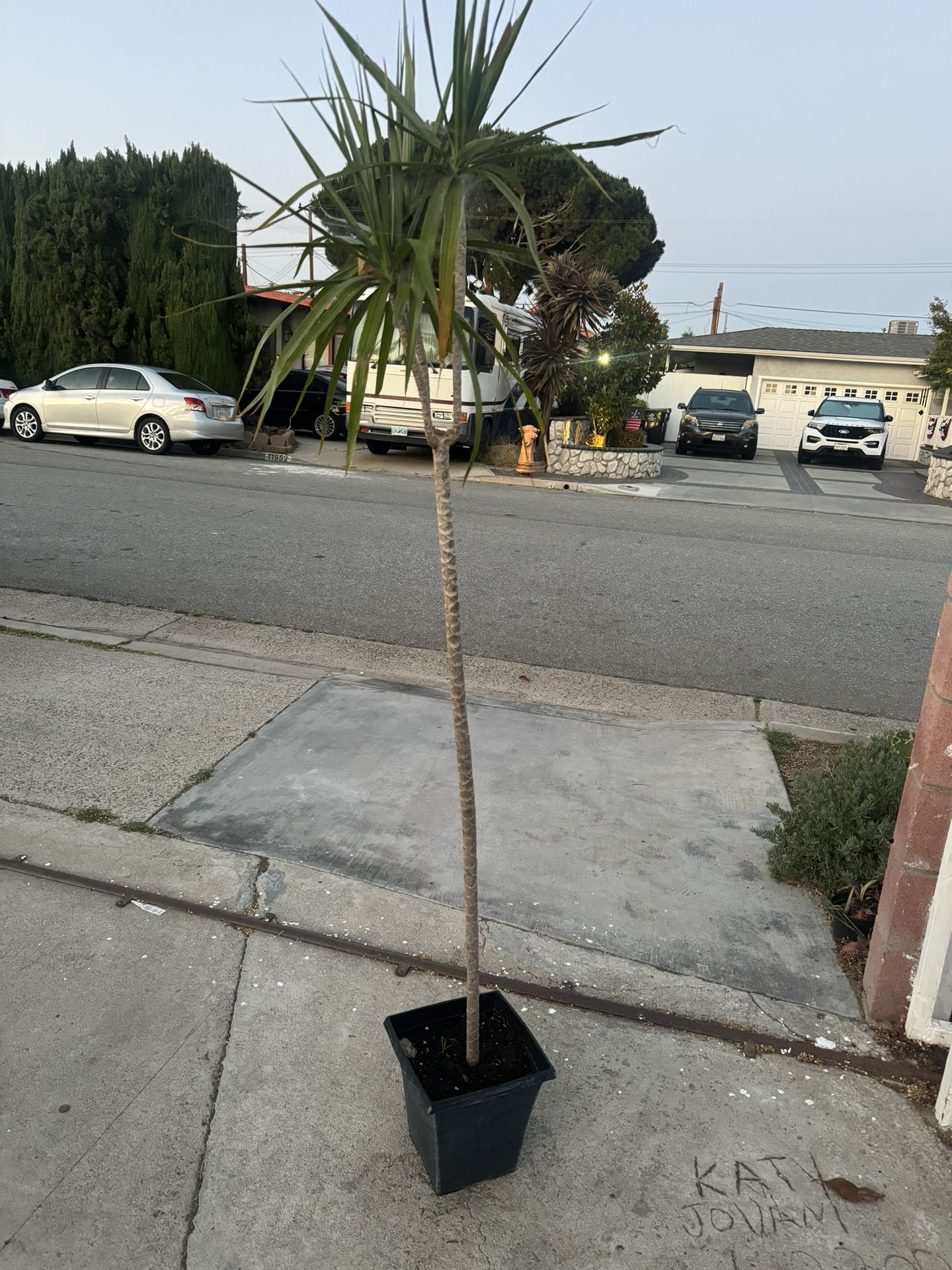 Dracaena 6ft
