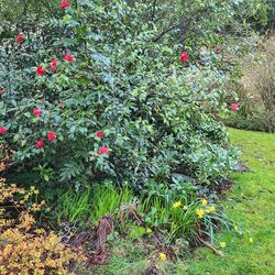 🪏can you dig it 🪏😎 plant🪻& tree🌲 sale  Today