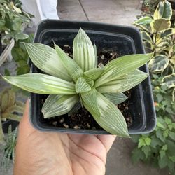 4” Variegated Hawhorthia King