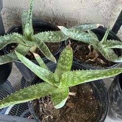 Aloes & Agave Plants For Sale