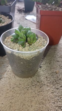 Haworthia Retusa