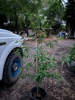 Peach Trees 6Ft/Arboles de Duraznos 🍑