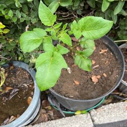 Potato Plant In A Pot 