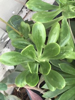 Big succulents cuttings