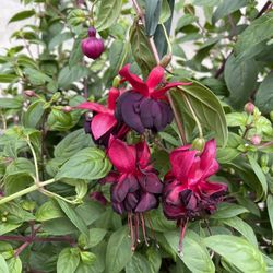 huge fuchsia plant big flower 10” pot xl 
