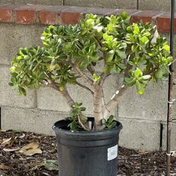 Jade Succulent