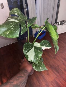 Monstera Thai Constellation