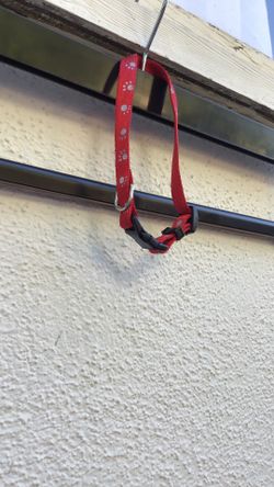 Cat/Small Dog Collar Red With Paw Prints