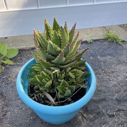 Aloe Vera Plant And Pot 
