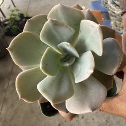 Echeveria Canadian Esculent 3 Dollars each Or 4 Per 10