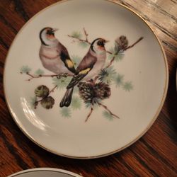 Little bird plates hang on the wall , three inches perfect