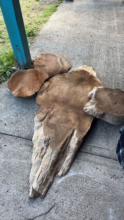 Raw Wood Slabs and Cross Sections Lot