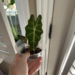 Alocasia
