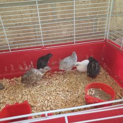 Bird Cage 