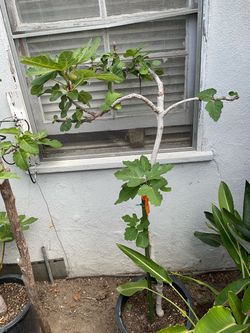 Fig Trees