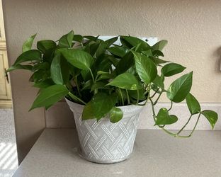 Indoor Plants Vines