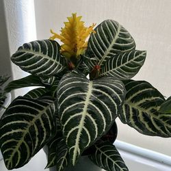 Zebra Plant Live Aphelandra squarrosa