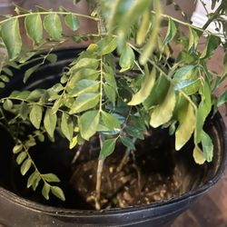 Each Plant  $35, 3 Plants  In The Pot 