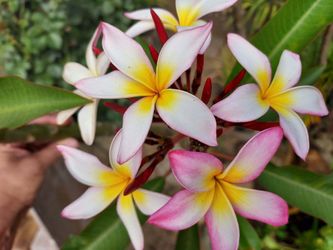 PLUMERIA hybrid