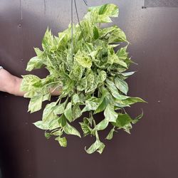 6” Snow Queen Pothos 