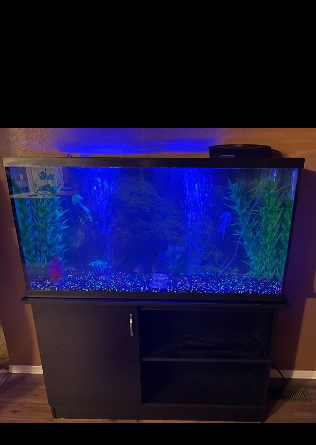 60 Gallon Fish Tank 