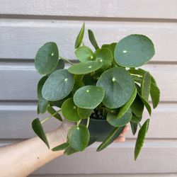 6” pilea money plant