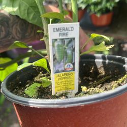 Plant Sale