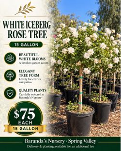 ๐ค White Iceberg Rose Trees