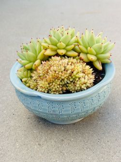 Succulents plants 🪴 (ECHEVERIA AGAVOIDES MARIA CRESTED)