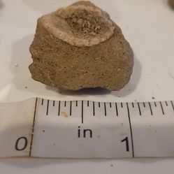 Shell Fossils