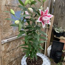 Outdoor Plant