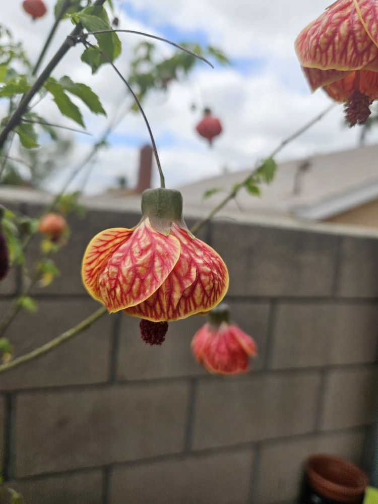 Chenise Lanterns Plants