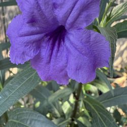2 PERENNIAL Plants ——- MEXICAN PETUNIA plant +  Lamb's-ear  
